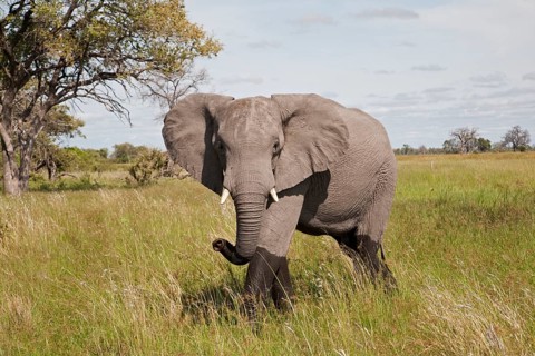 African elephant