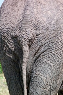 African elephant