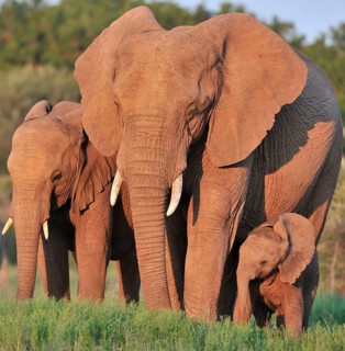 African elephant