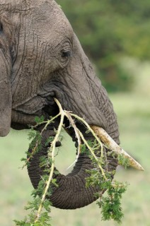African elephant