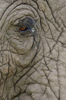 African elephant