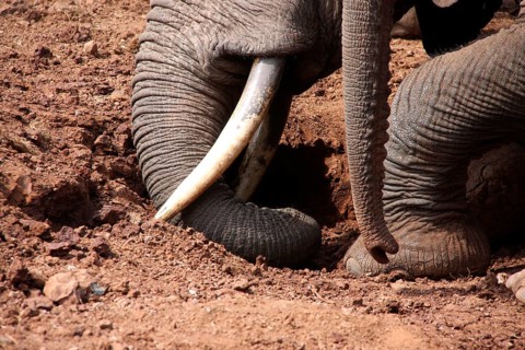 African elephant
