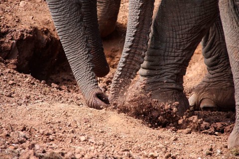 African elephant