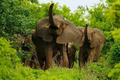 African elephant