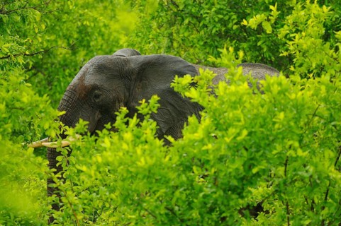 African elephant