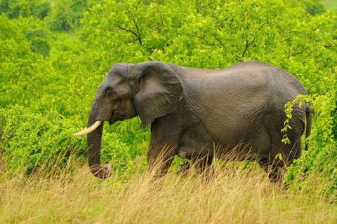 African elephant