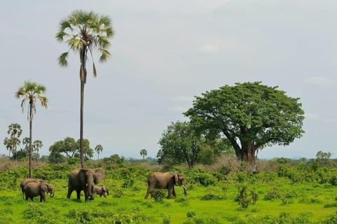 African elephant