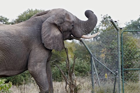 African elephant