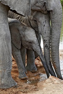 African elephant