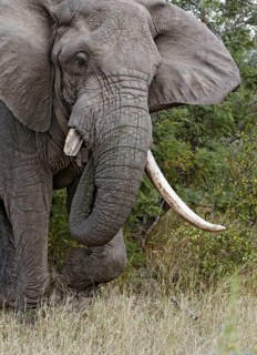 African elephant