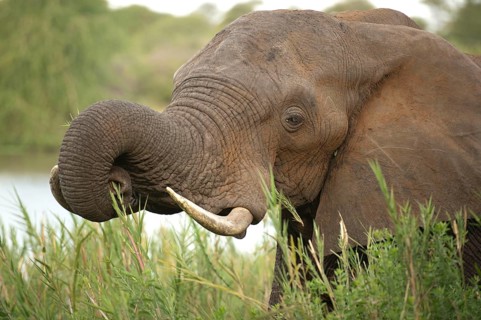 African Elephant