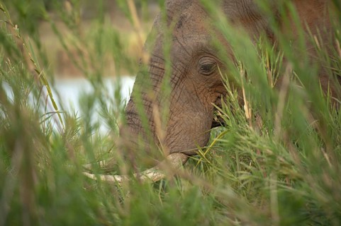African Elephant