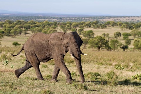 African elephant