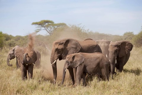African elephant