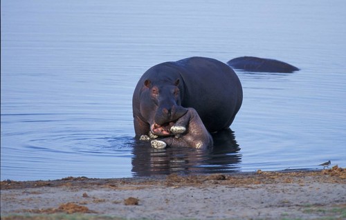 Hippopotamus