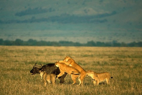Lion lions