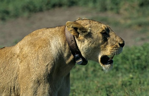 African Lion Niche Lioness