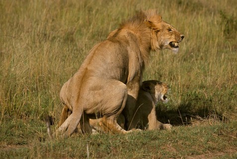 African Lion Niche Lion Niche Lions