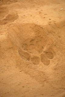 African Lion Niche Lion Niche lions