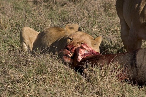 Lion