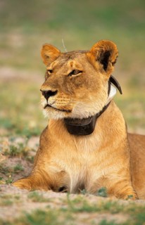 African Lion Niche Lion Niche lions