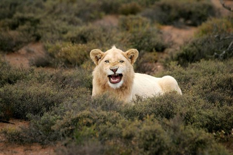 African Lion Lion Lion white lion