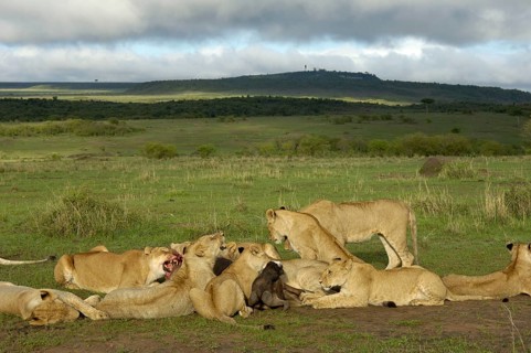 African lion