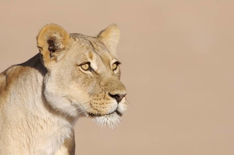 African Lion Niche Lion Niche lions