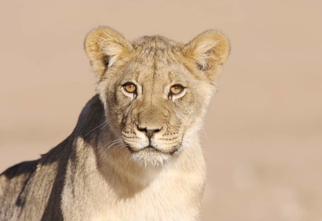 African Lion cub Lion lion