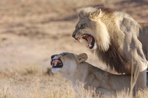 African Lion Niche Lion adult pair