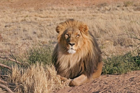 African lion-maned Lion