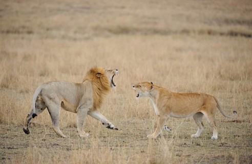African Lion Niche Lion Niche lions