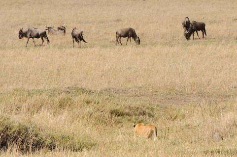 Lion