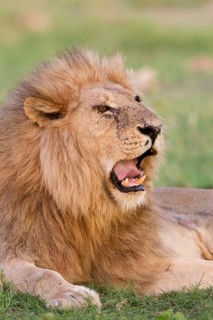 African Lion Niche Lion niche lions
