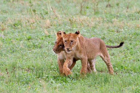 Lion