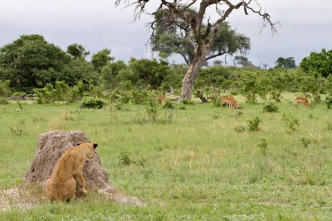 Lion