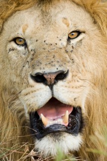 African Lion Niche Lion Niche lions