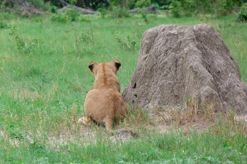 Lion