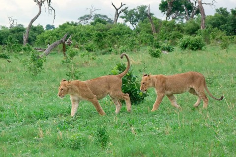 Lion