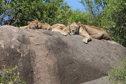 African Lion Niche Lion Niche lions