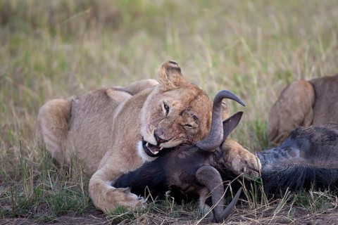 African Lion Lion