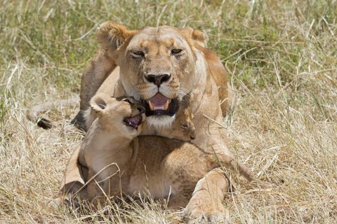 African Lion Lion