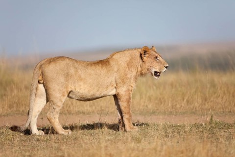 African Lion Lion
