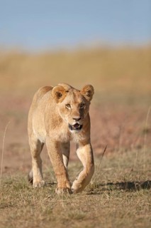 African Lion Lion