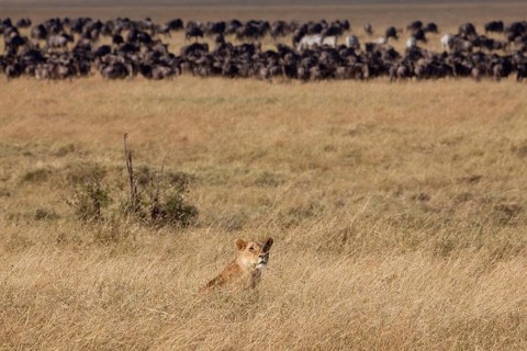 African Lion Lion