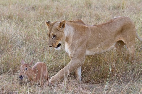 Massai lion