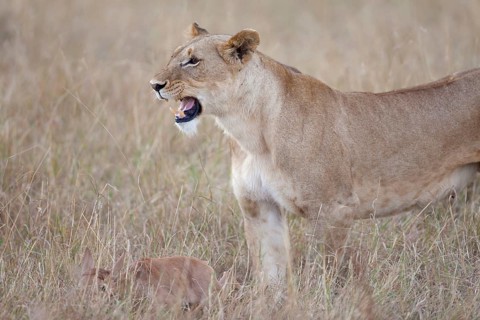 Massai lion