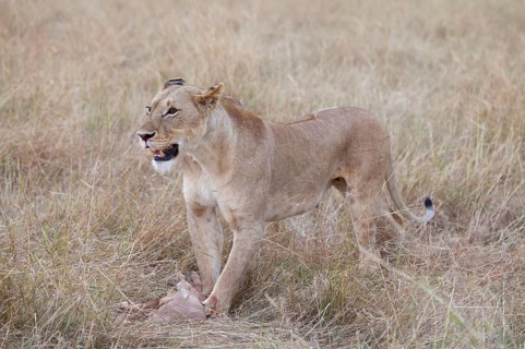 Massai lion