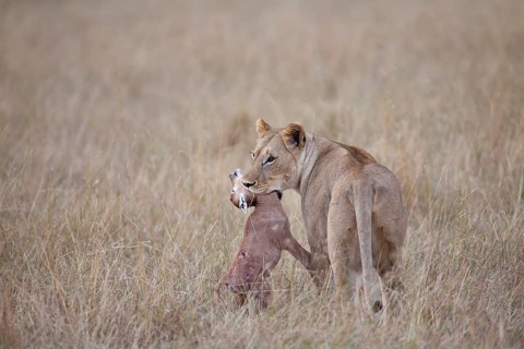 African Lion Lion