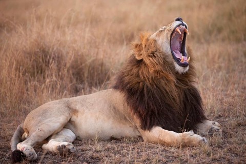 African Lion Lion